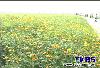 新社花海登場 30公頃700種花草爭豔