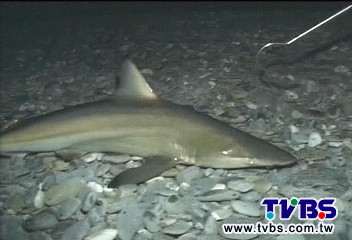 台東大武鯊魚出沒 每週釣上百隻