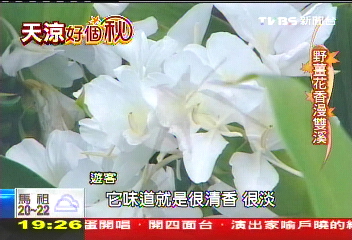 【天涼好個秋】野薑花盛開季　猶萬「蝶」飛舞飄清香