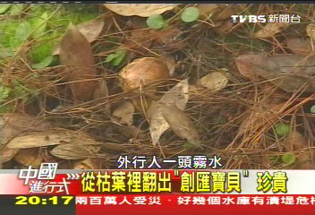 【中國進行式】直擊! 從中國直送東洋松茸挖掘記