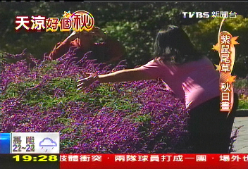 【天涼好個秋】深紫鼠尾草伴秋光　白韭菜花好浪漫