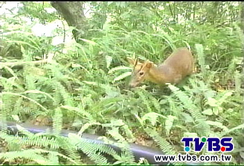 殘忍！　3嫌盜獵11頭保育類山羊、山羌