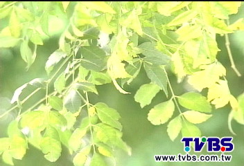 苦楝樹防癌？錯！　誤信毒偏方險丟命