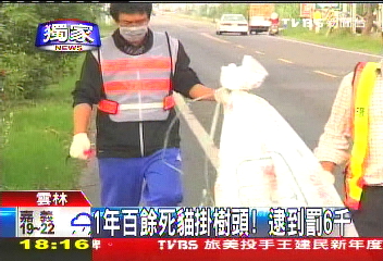 〈獨家〉1年百餘死貓掛樹頭！　逮到罰6千