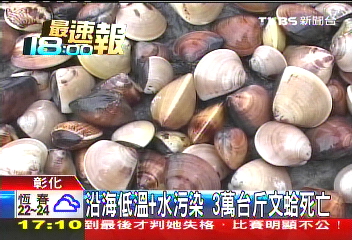 沿海低溫+水污染 3萬台斤文蛤死亡