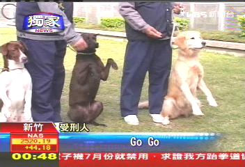〈獨家〉竹監首創監獄犬　培訓緝毒導盲專長