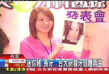 迷你豬「長牙」　台大研發牙自體再生