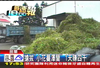 搶拔「小花蔓澤蘭」　1天賺4千