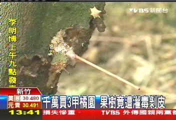 千萬買3甲橘園　果樹竟遭灌毒剝皮