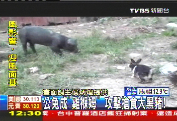 公兔成「雞褓姆」 攻擊搶食大黑豬