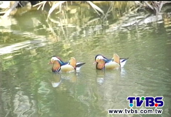 〈獨家〉奇!鴛鴦「男男配」戲水 專家:結伴過冬