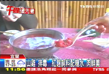 山雞「排毒」!紅麴飼料配糖水 肉鮮美