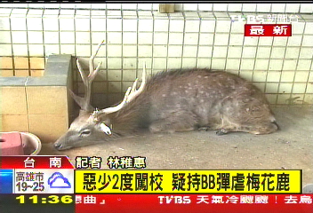 惡少2度闖校　疑持BB彈虐梅花鹿