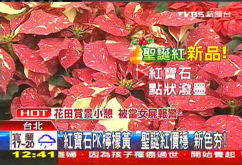 「紅寶石PK檸檬黃」 聖誕紅價穩、新色HOT
