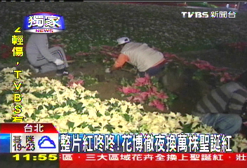 〈獨家〉整片紅咚咚！　花博徹夜換萬株聖誕紅
