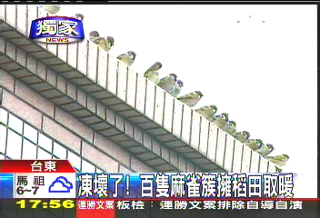 〈獨家〉凍壞了! 百隻麻雀簇擁稻田取暖