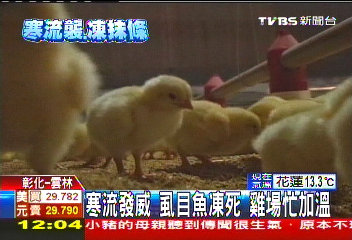 寒流發威!虱目魚凍死 雞場忙加溫