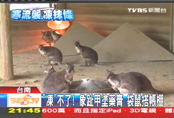 「凍」不了!象趾甲塗藥膏 袋鼠搭帳棚