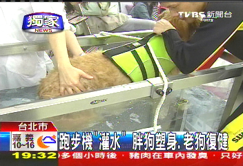 〈獨家〉跑步機「灌水」 胖狗塑身、老狗復健