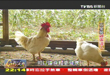 【一步一腳印】自然生態養育法！　五星級的雞蛋達人