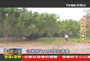 【一步一腳印】讓孩子們發揮專長 肉桂精油大驚喜