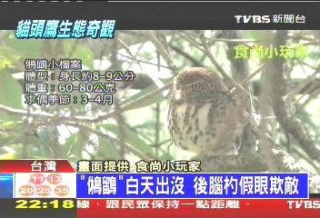 台灣最小貓頭鷹 超袖珍大如拳頭
