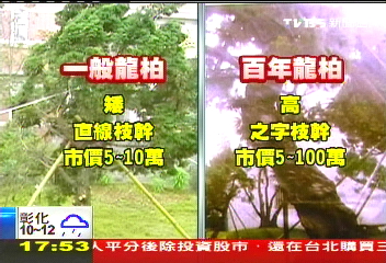 警版「貍貓換太子」　1棵百萬龍柏遭掉包
