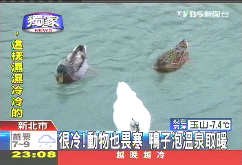 〈獨家〉很冷!動物也畏寒 鴨子泡溫泉取暖