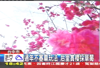 過年不塞車玩法 后里賞櫻採草莓