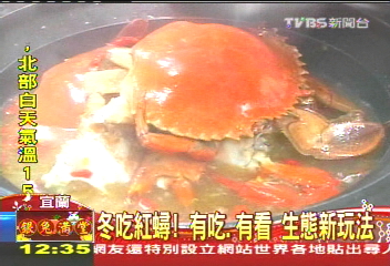 冬吃紅蟳!有吃、有看 生態新玩法
