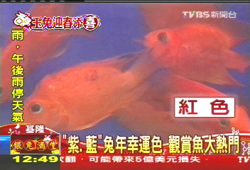 「紫、藍」兔年幸運色 觀賞魚大熱門