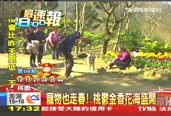 寵物也走春! 桃鬱金香花海盛開