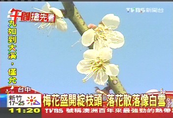 梅花盛開綻枝頭 落花散落像白雪