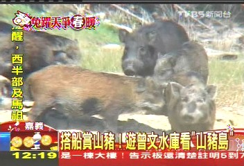 搭船賞山豬! 遊曾文水庫看「山豬島」
