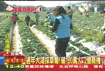 過年大湖採草莓!破120萬人 2億商機