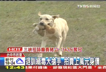 退訓緝毒犬搶手 拍賣上萬元身價