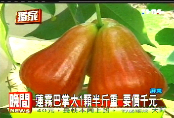 〈獨家〉蓮霧巴掌大1顆半斤重 要價千元