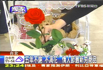 〈獨家〉玫瑰「5年不謝」　單朵破千搶情人財
