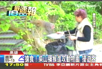 搶食！柴山獼猴進攻動物園　擾遊客