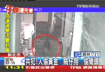 共犯！　人偷黃金「賊仔狗」偷骨頭