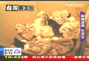【台灣百工圖】「雞鴨」婦產科 代客孵卵設產房接生