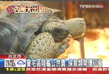 〈獨家〉路邊賣保育龜 業者:進出口都能「處理」