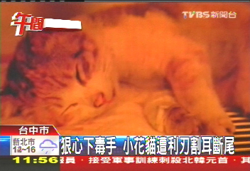 狠心下毒手 小花貓遭利刃割耳斷尾