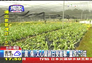 〈獨家〉「震」傷!文心蘭銷日受衝擊 量跌2到3成