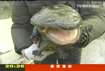 【中國進行式】娃娃魚重出江湖 陸探秘實地直擊