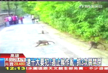 中山大學10猴要犯　香港猴群9黑幫！