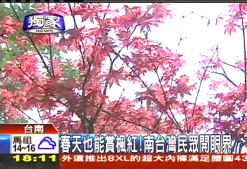 〈獨家〉春天也能賞楓紅! 南台灣民眾開眼界