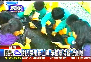 〈獨家〉刮刀菜瓜布上陣 學童幫海龜「洗刷刷」