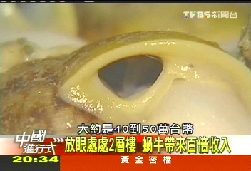 【中國進行式】活的「白玉」翻動新經濟　咬定不放