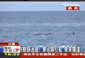 6鯨豚迷路！岸巡隊引航　幸未擱淺